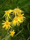 Propiedades de Arnica en Homeopatía Propiedades de Arnica en Homeopatía